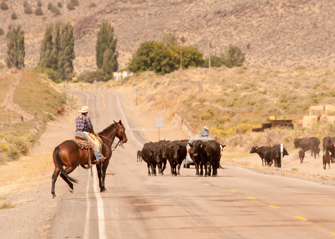 Cattle and cowboys on crossing a road in Outback Scenic Byway.