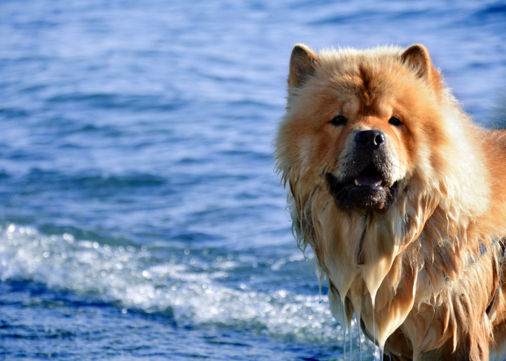 A Chow Chow that is wet after playing in water