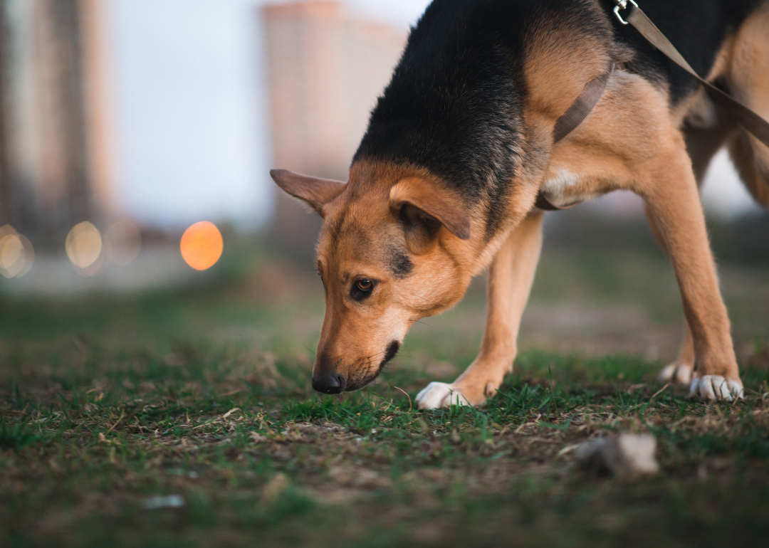 A dog sniffing the grass while on a walk.