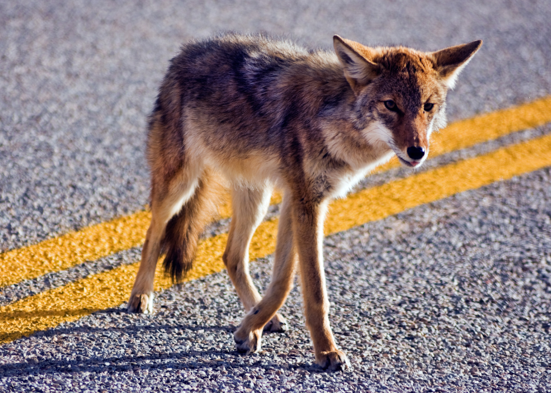 Coyote crossing a road in Big Bend National Park.