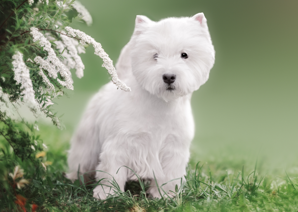 A West Higland White Terrier puppy standing in grass