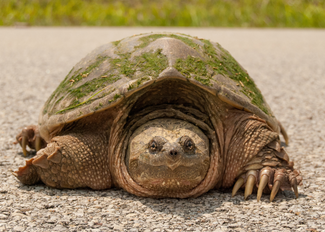 A snapping turtle crossing a road.