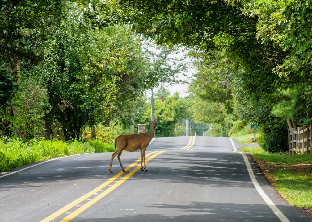 A white tail deer standing in the middle of a Pennsylvania road.