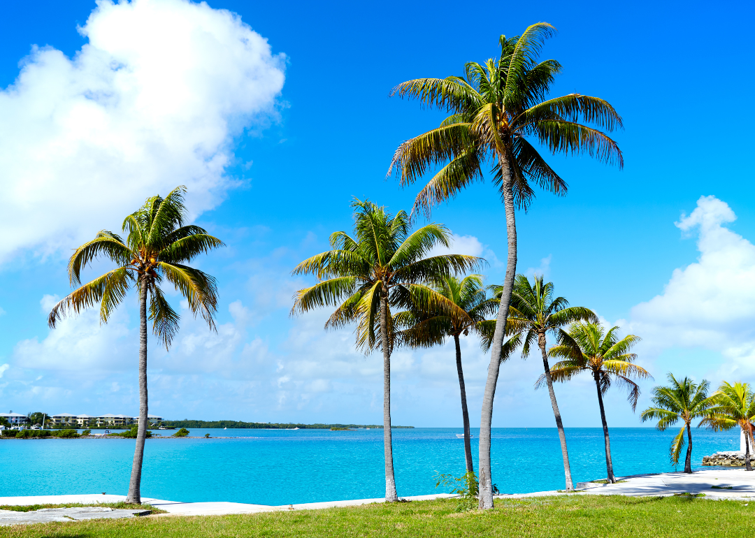Palm trees along the coast of the Florida Keys.