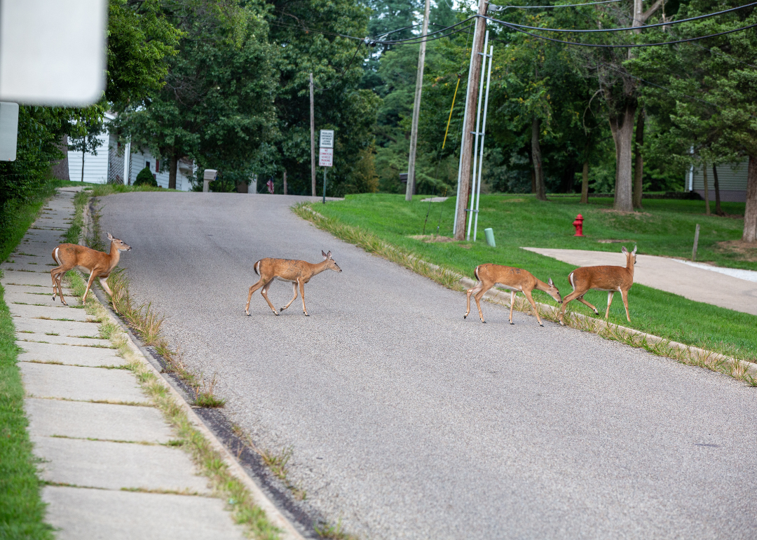 Deer crossing a suburban road.