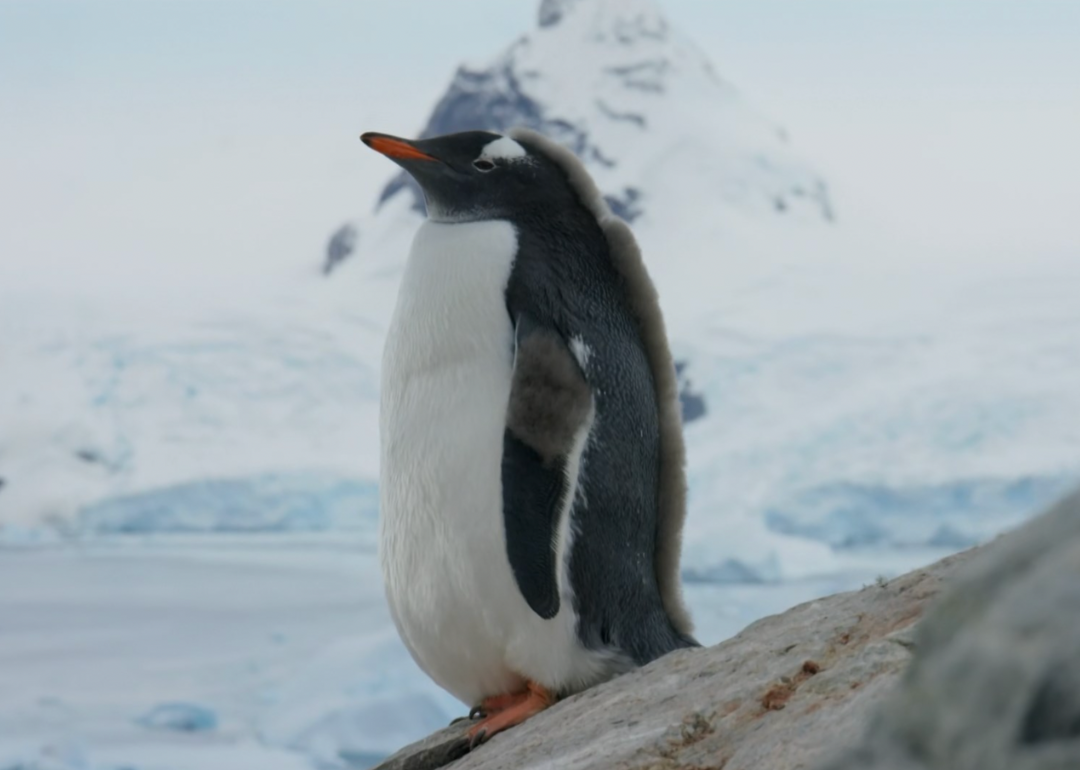 A penguin in Antarctica