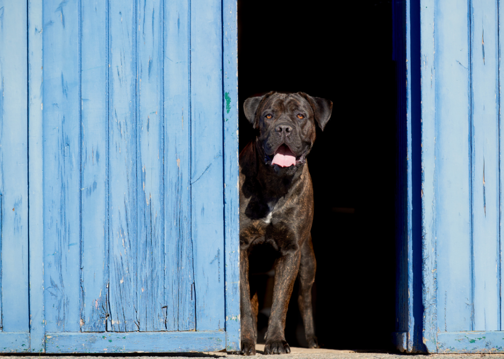 A cane corso sitting inside a blue, wooden door