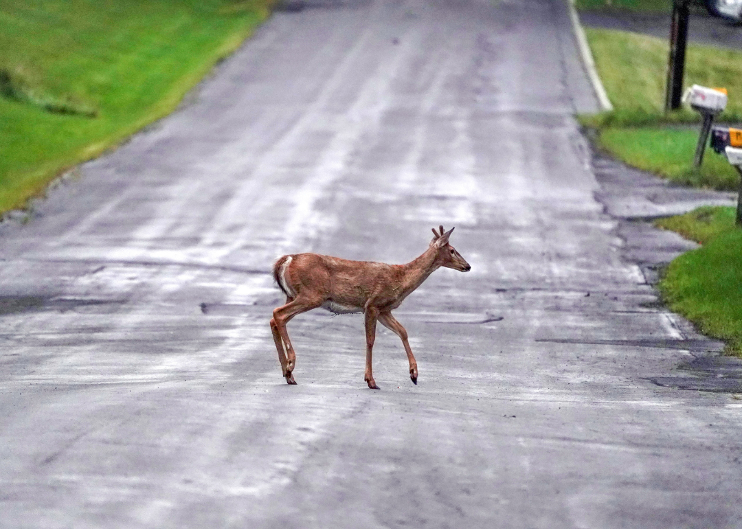 A white tail deer crossing the road near houses in Oneonta.