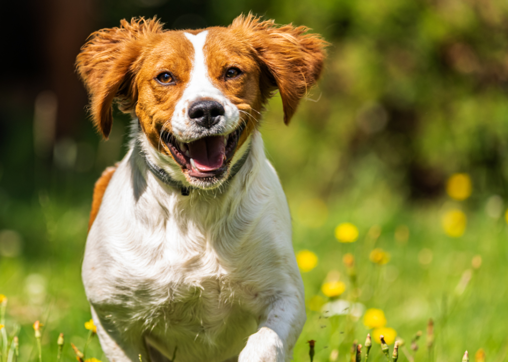 A Brittany running towards the camera with its tongue out