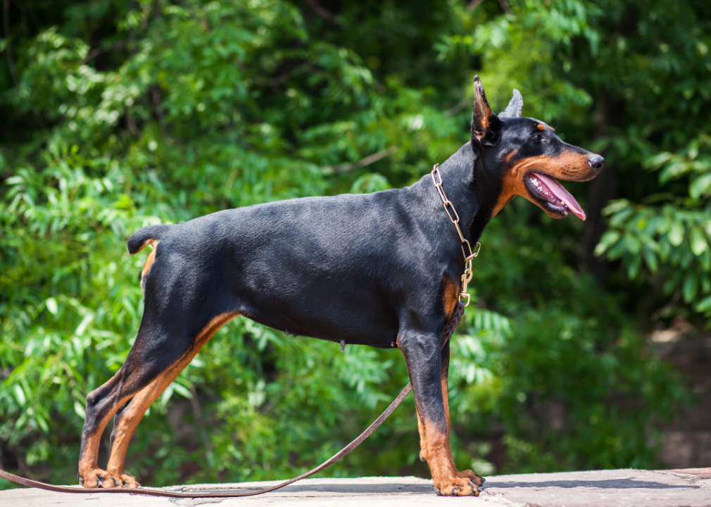 A Doberman pinscher on a leash