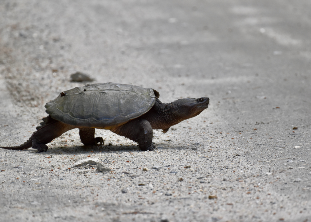 A snapping turtle with an outstretched neck crossing a dirt road.