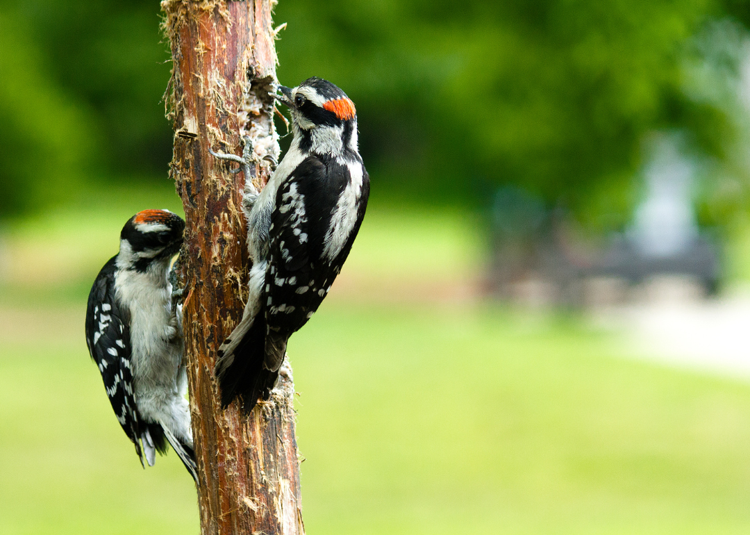 It's National Bird Day! Here Are 50 of the Most Commonly Seen Birds in North Carolina