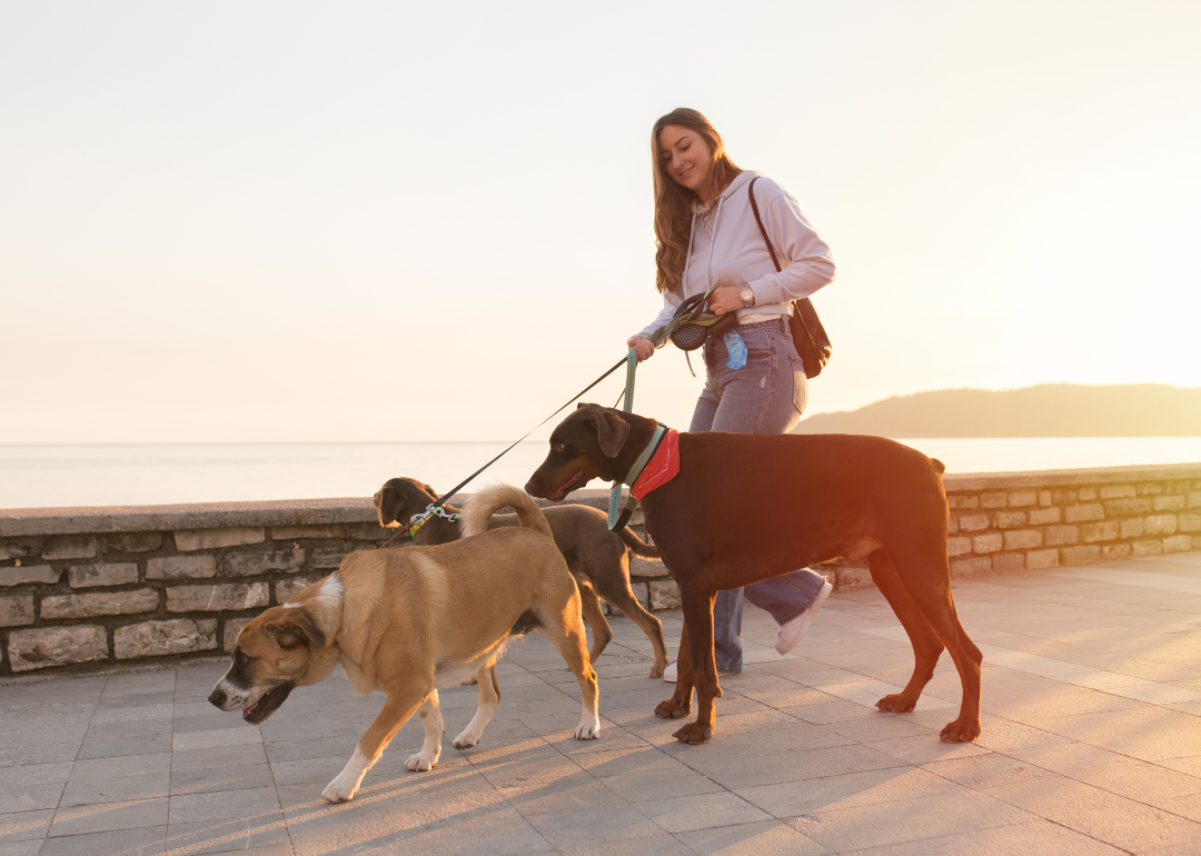 A person walking three dogs.