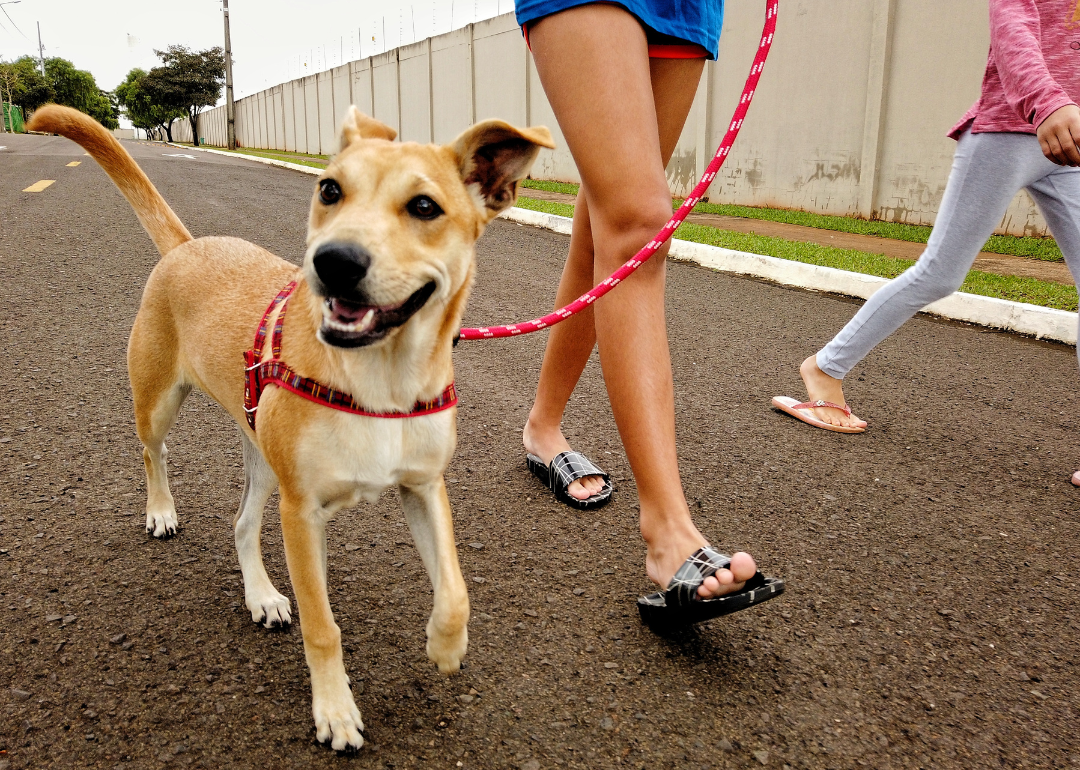 Two children walking a dog on a loose leash.