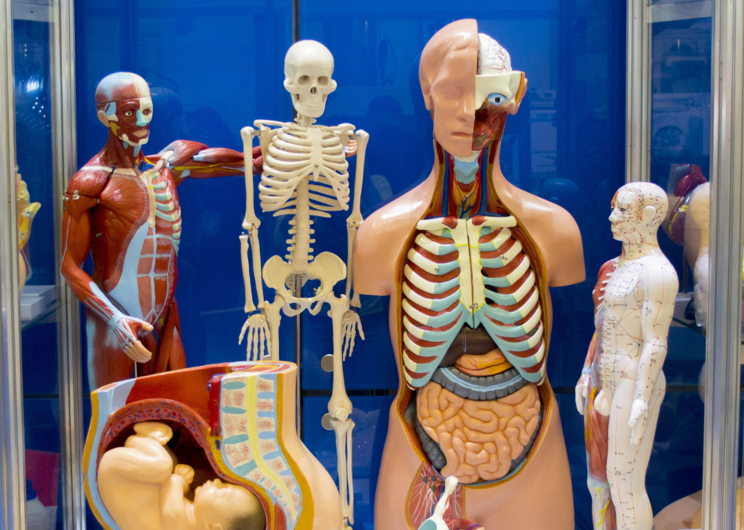 A set of medical training dummies.