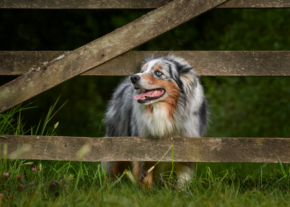 An Australian shepherd sticking its head through a fence