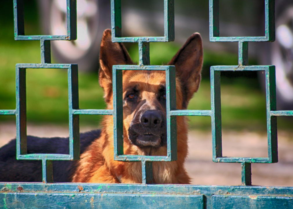 A German shepherd guarding a door