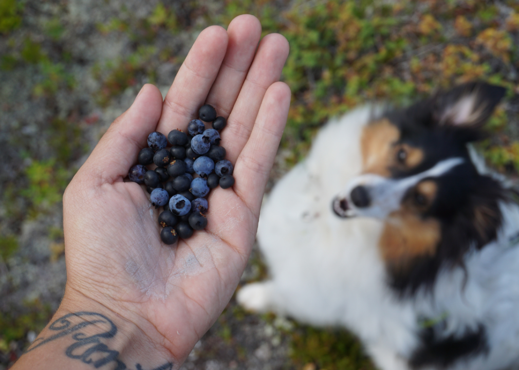 A hand holding blueberries in front of a dog