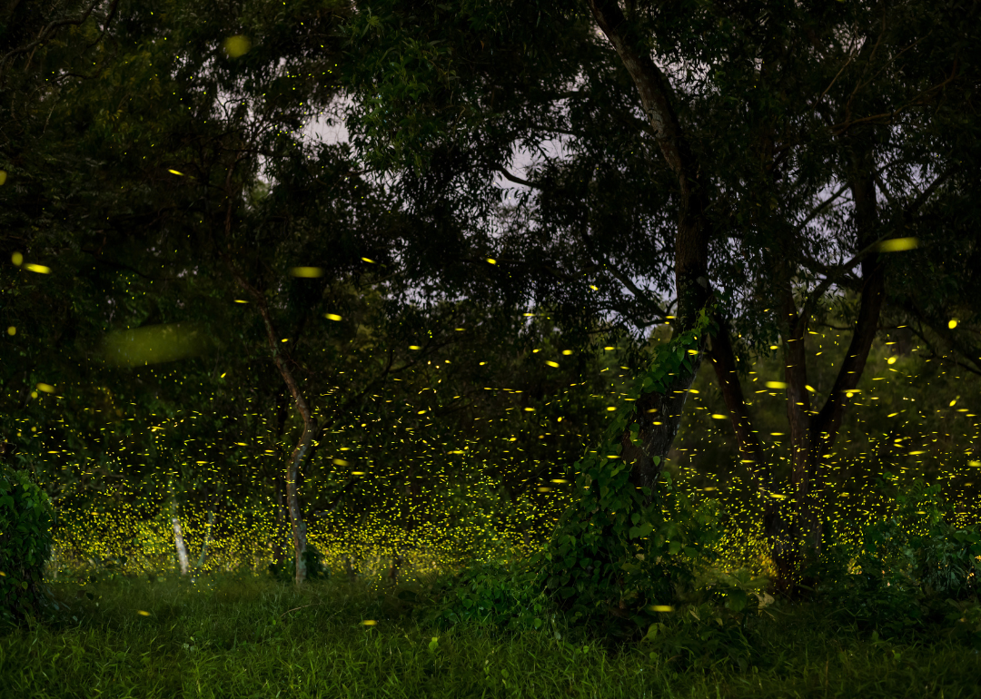 A mass of fireflies all lit up in a forest.