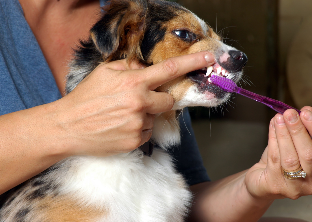 A dog having its teeth brushed by its owner