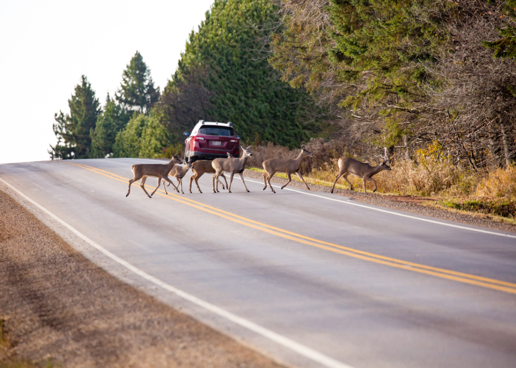 A group of white-tailed deer crossing a county highway road.