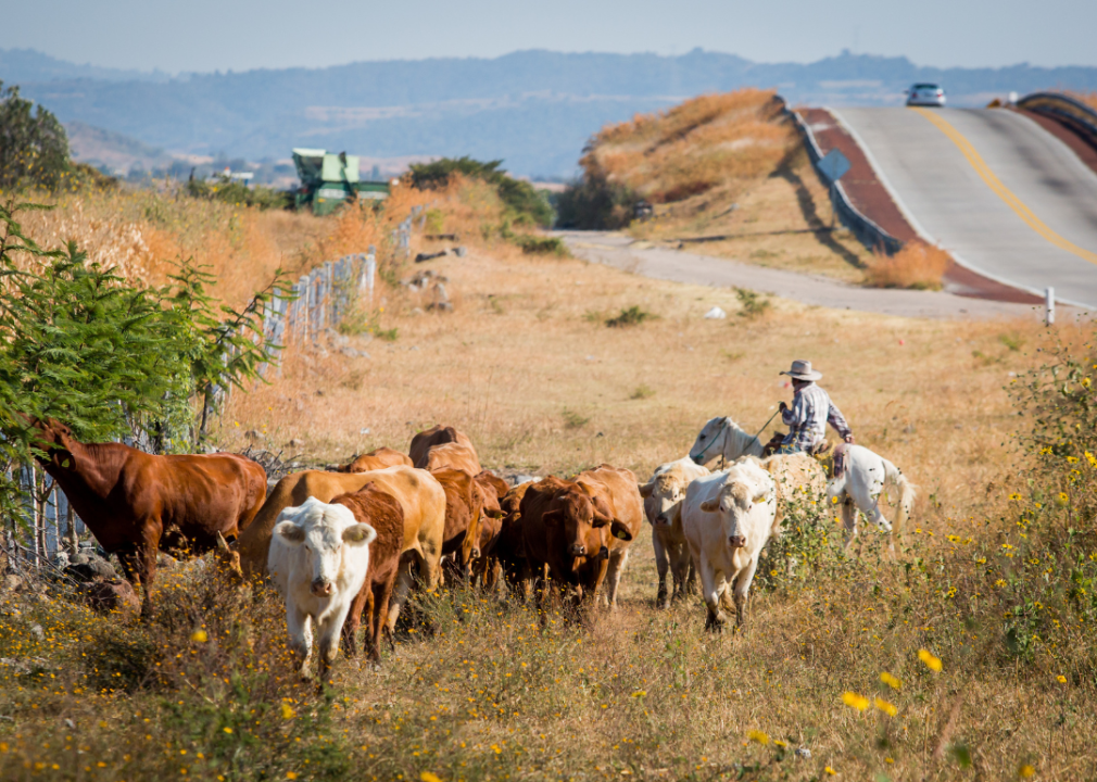 A herd of cow and a cowboy on the side of a Kansas road.