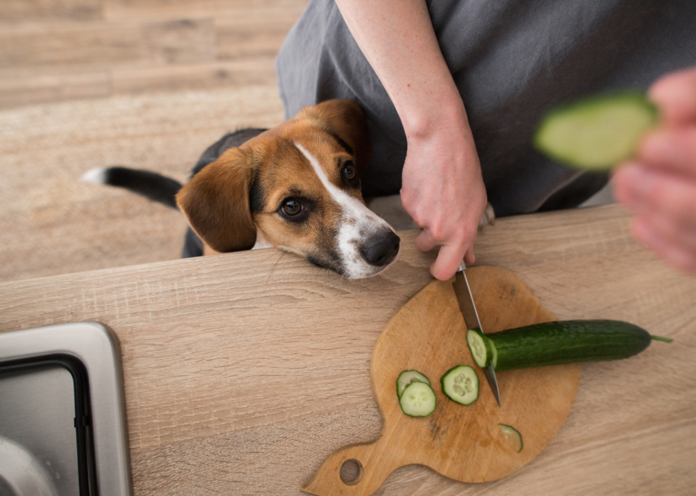 15 Superfoods For Dogs (From Right in Your Kitchen)