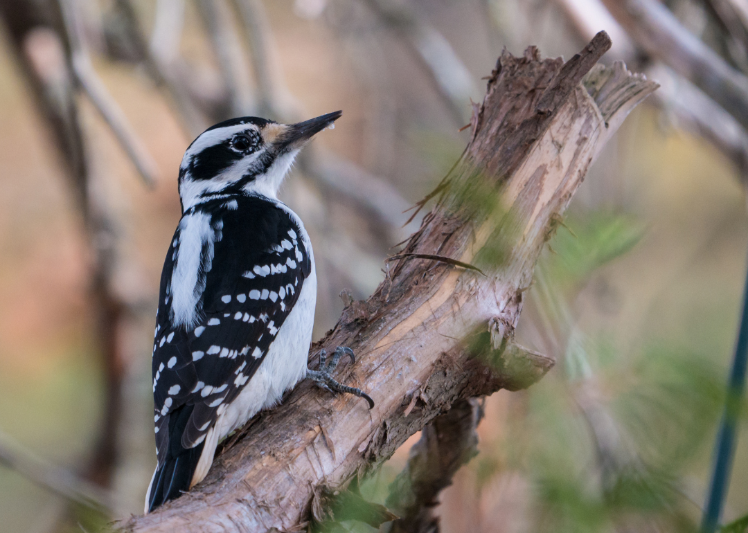 It's National Bird Day! Here Are 50 of the Most Commonly Seen Birds in North Carolina