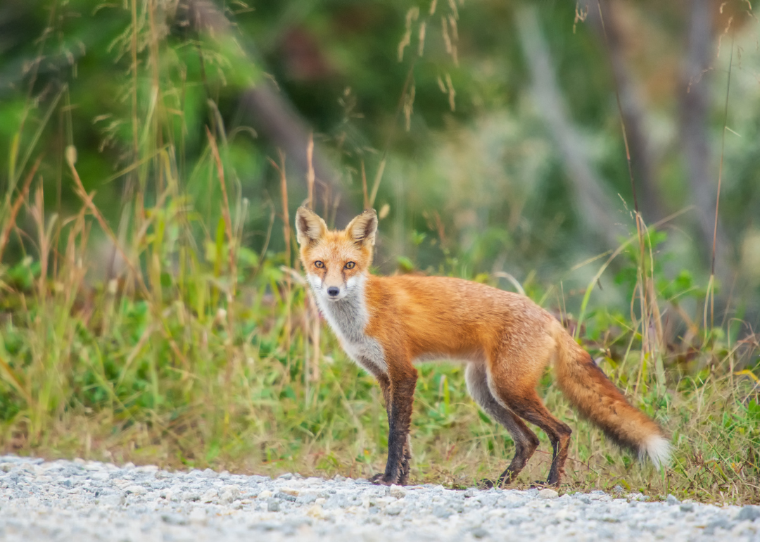 A red fox on the side of a road in the Bombay Hook National Wildlife Refuge.