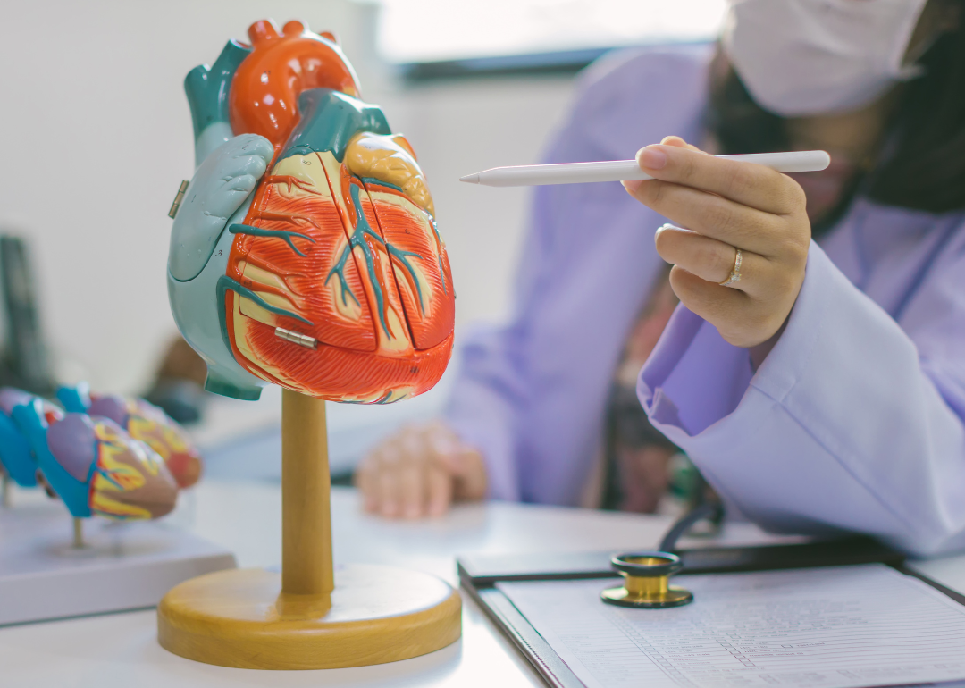 A doctor pointing to a model heart with a pen.