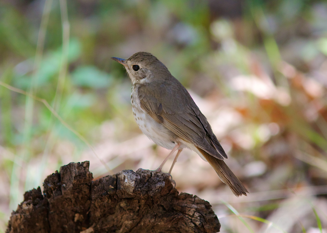 It's National Bird Day! Here Are 50 of the Most Commonly Seen Birds in North Carolina