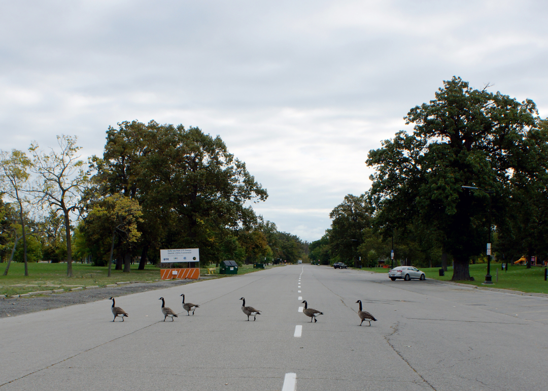 Geese crossing a road at Belle Isle Park in Detroit.