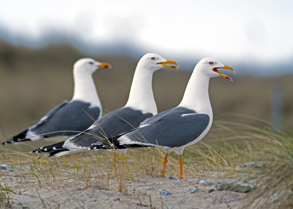 Three herring gulls on a beach