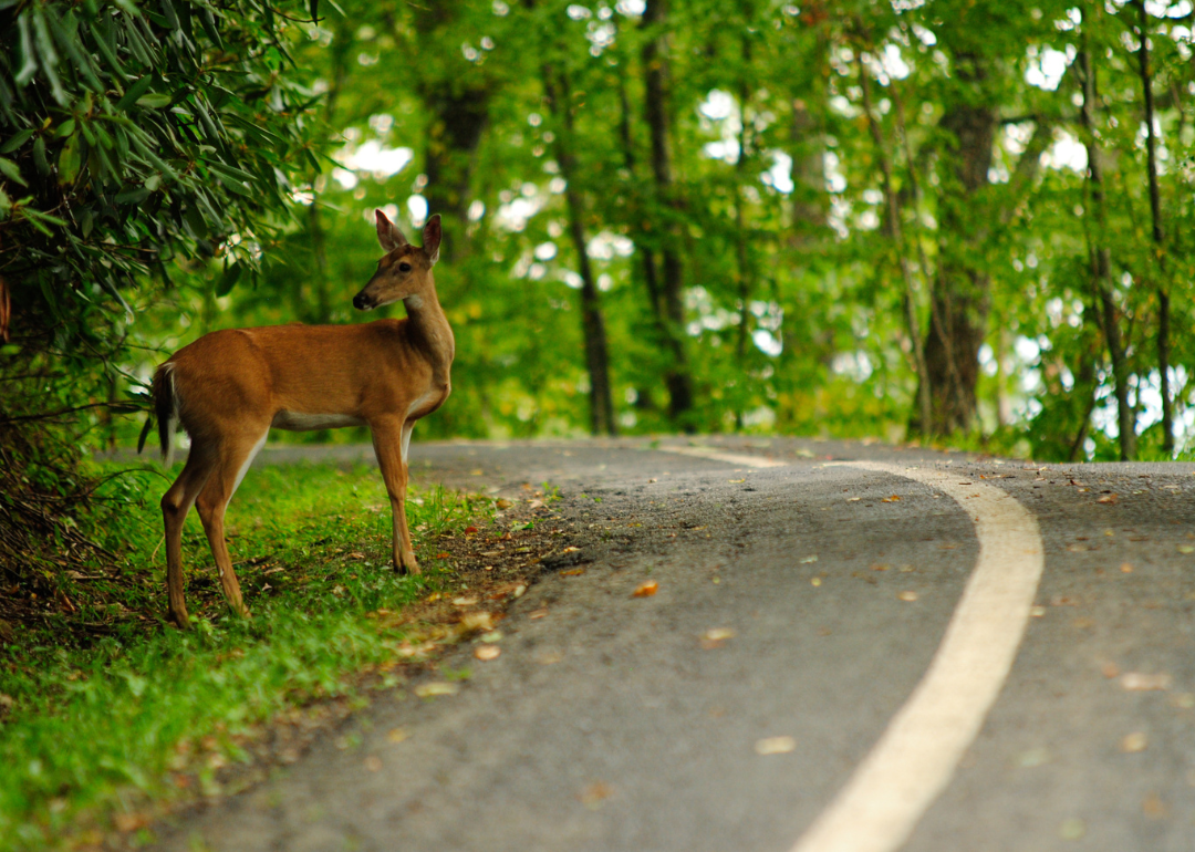 A deer on the side of a wooded road.