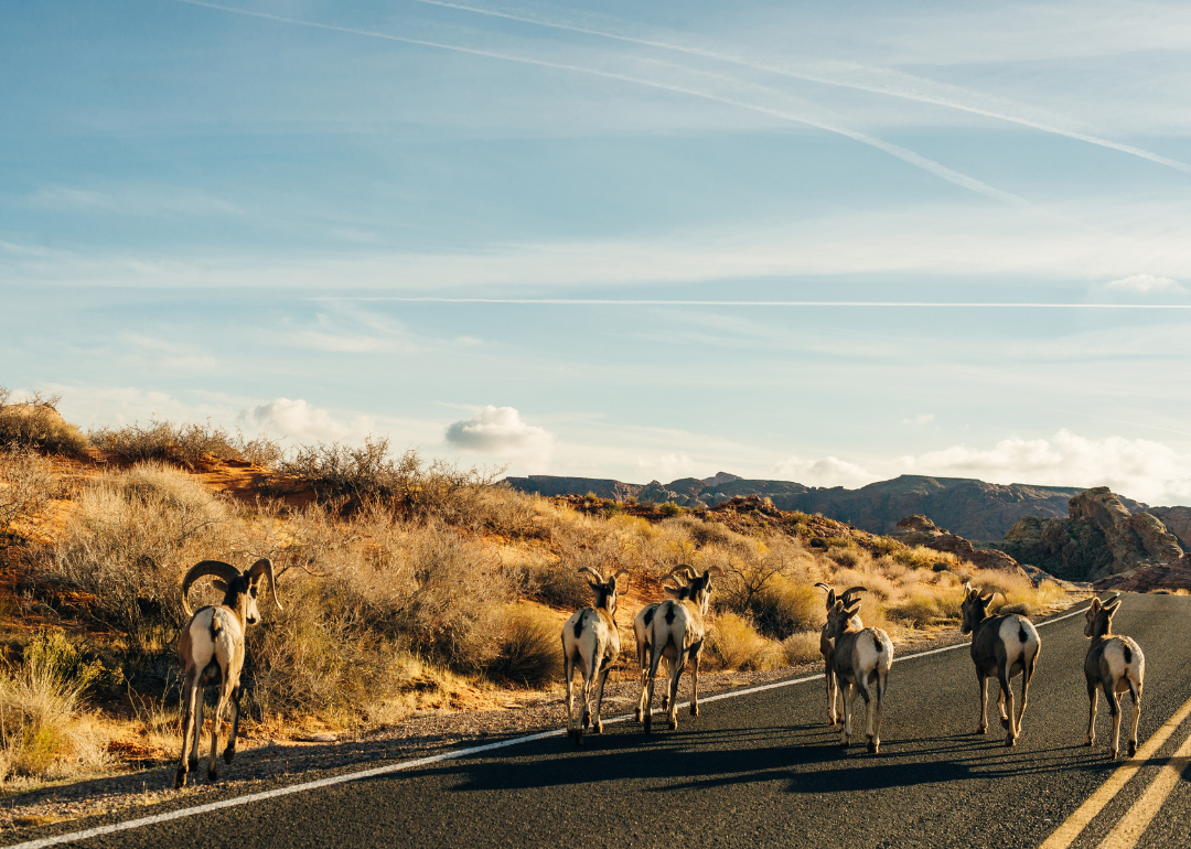 Wild goats walking across a road in the Valley of Fire.