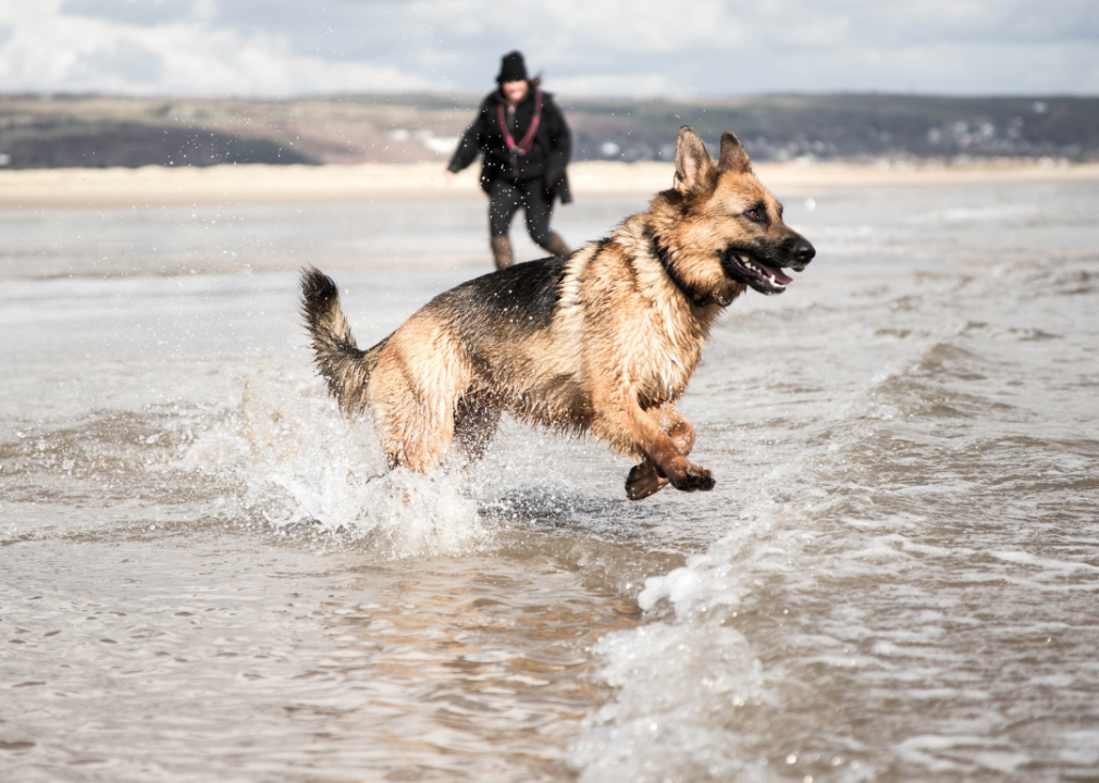 A German Shepherd running in the ocean