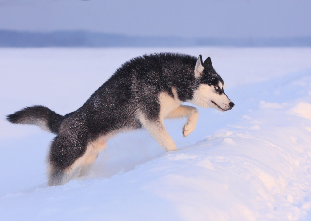 A Siberian Husky mid-leap in the snow