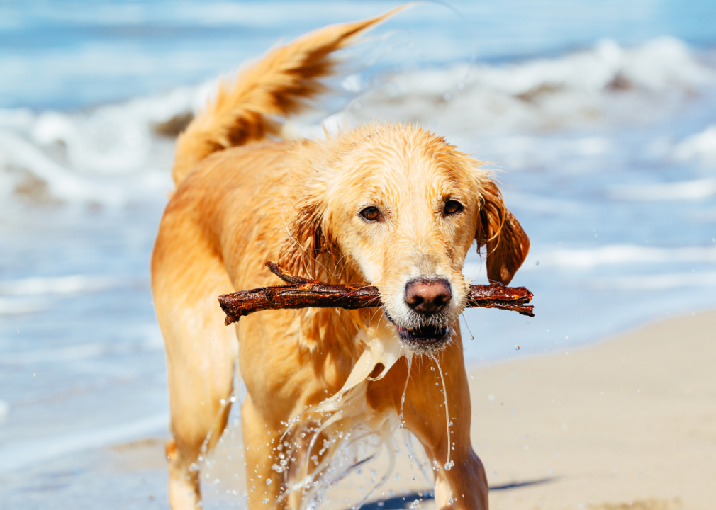 A Golden Retriever with a stick in its mouth in front of the ocean