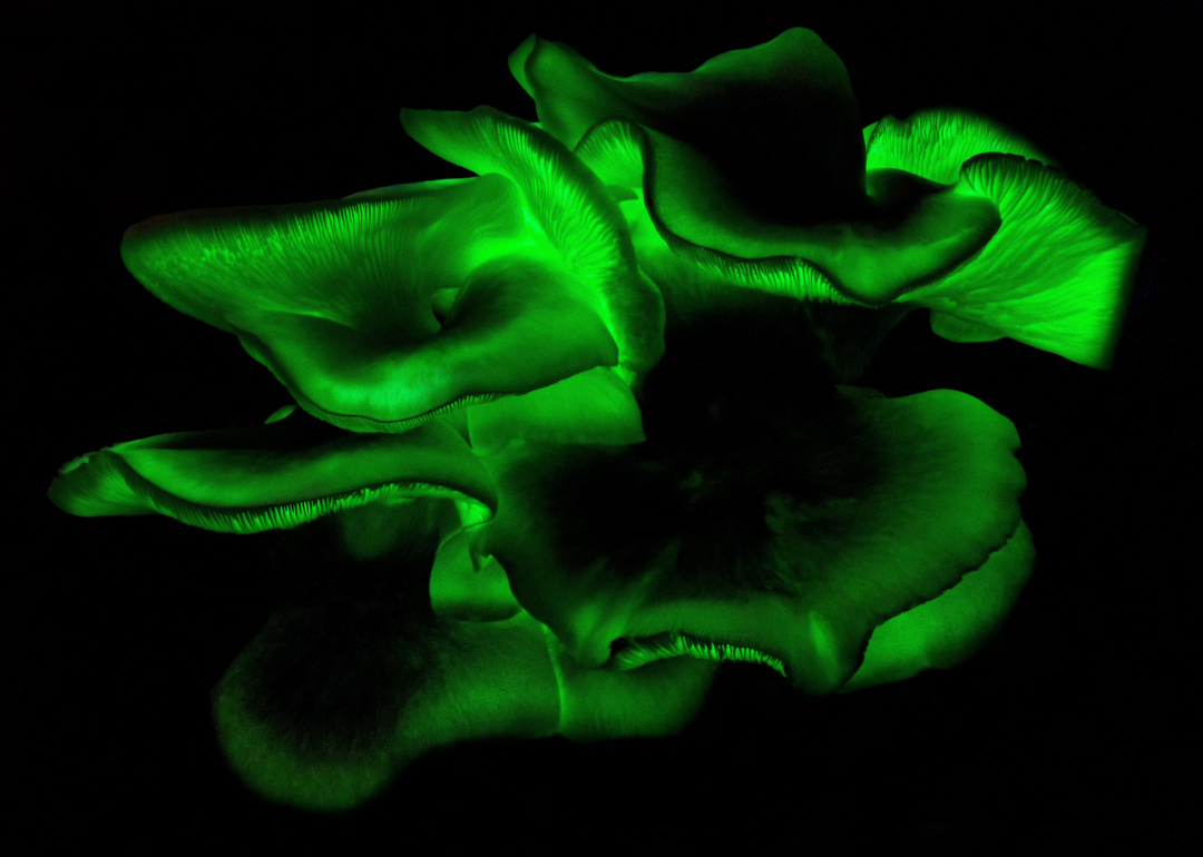 Bioluminescent fungi glowing green at night.