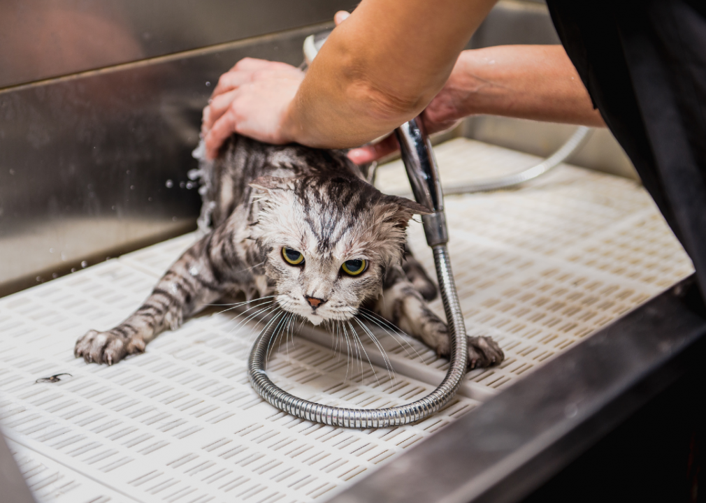 Можно ли мыть кота в жару. Приспособление для купания кошек. Кошку моют Графика. Каким шампунем лучше мыть кошку.