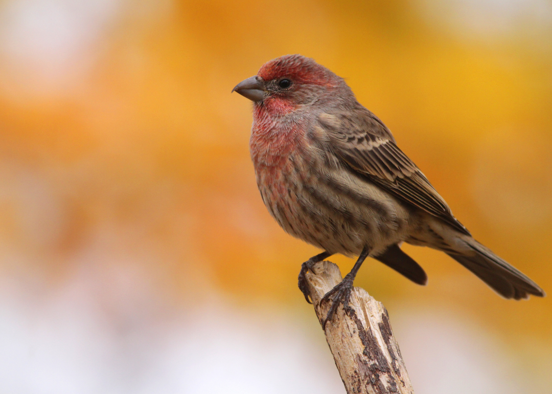 It's National Bird Day! Here Are 50 of the Most Commonly Seen Birds in North Carolina