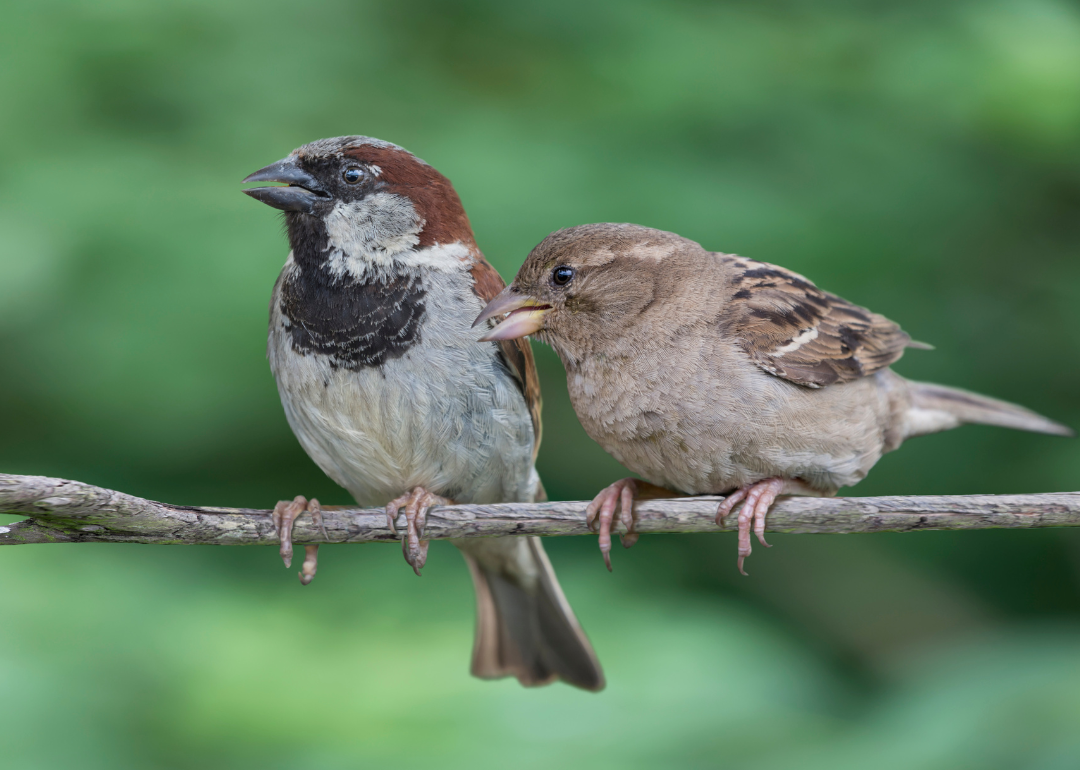 It's National Bird Day! Here Are 50 of the Most Commonly Seen Birds in North Carolina