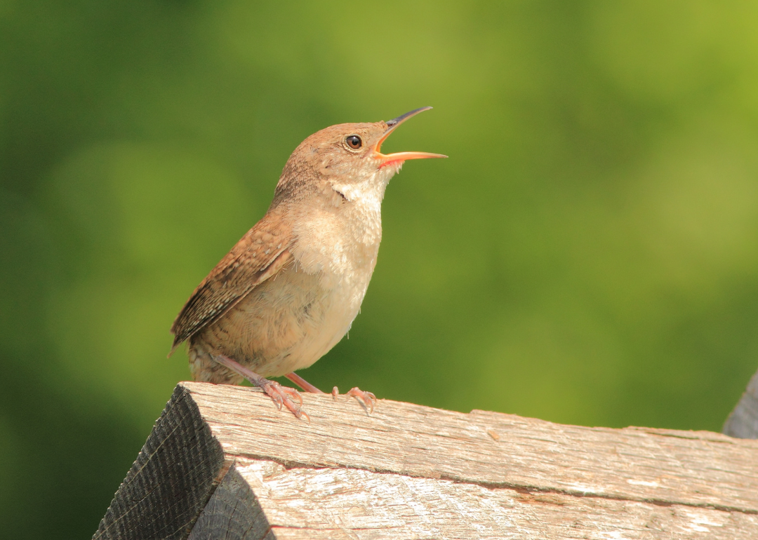 #42. House Wren (tie)