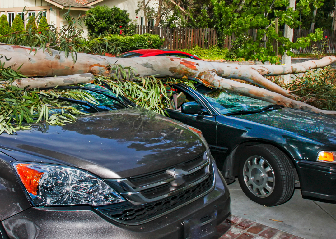 Two cars that have been crushed by a fallen tree.