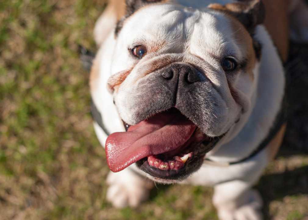 A Bulldog smiling up at the camera