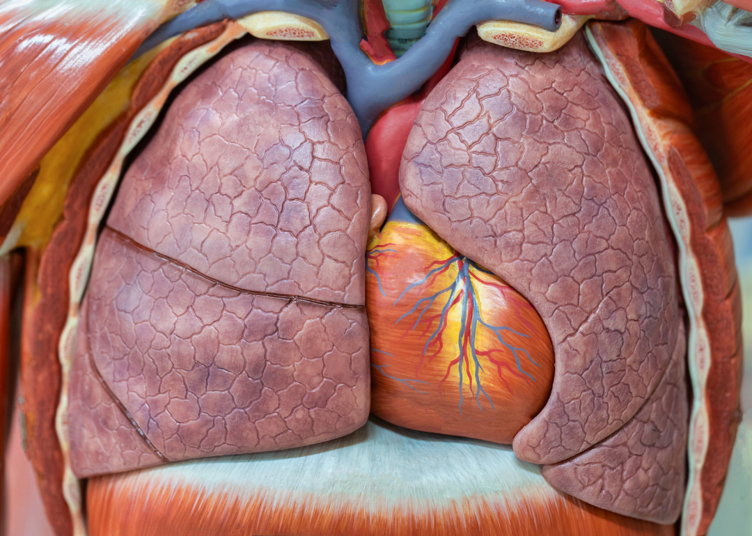 A model of the human respiratory system, which includes the heart.