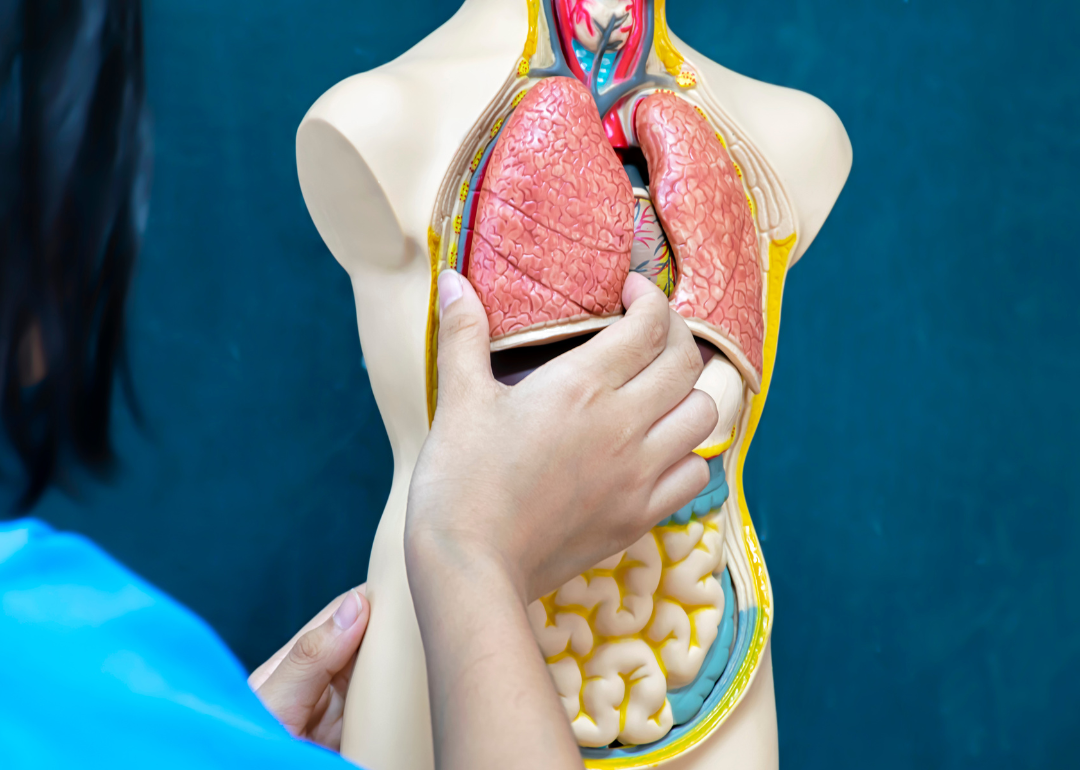 A doctor holding a lung from a plastic model of human anatomy.