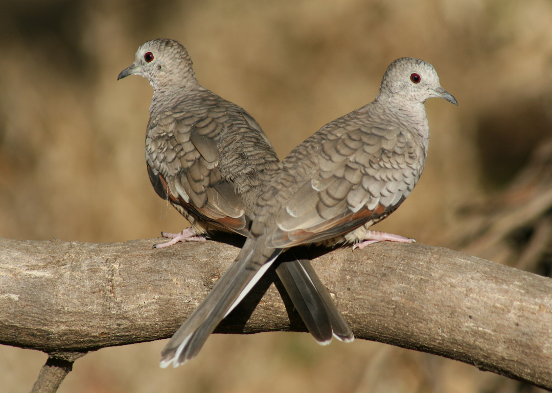 #35. Inca Dove