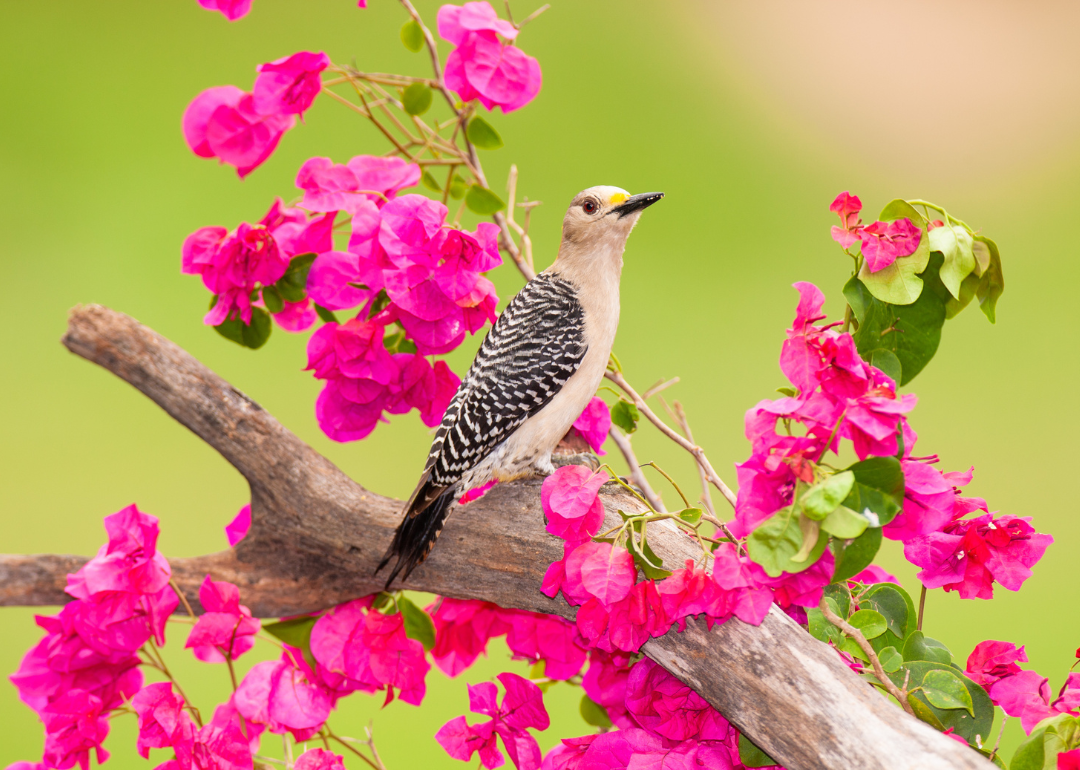 #34. Golden-fronted Woodpecker