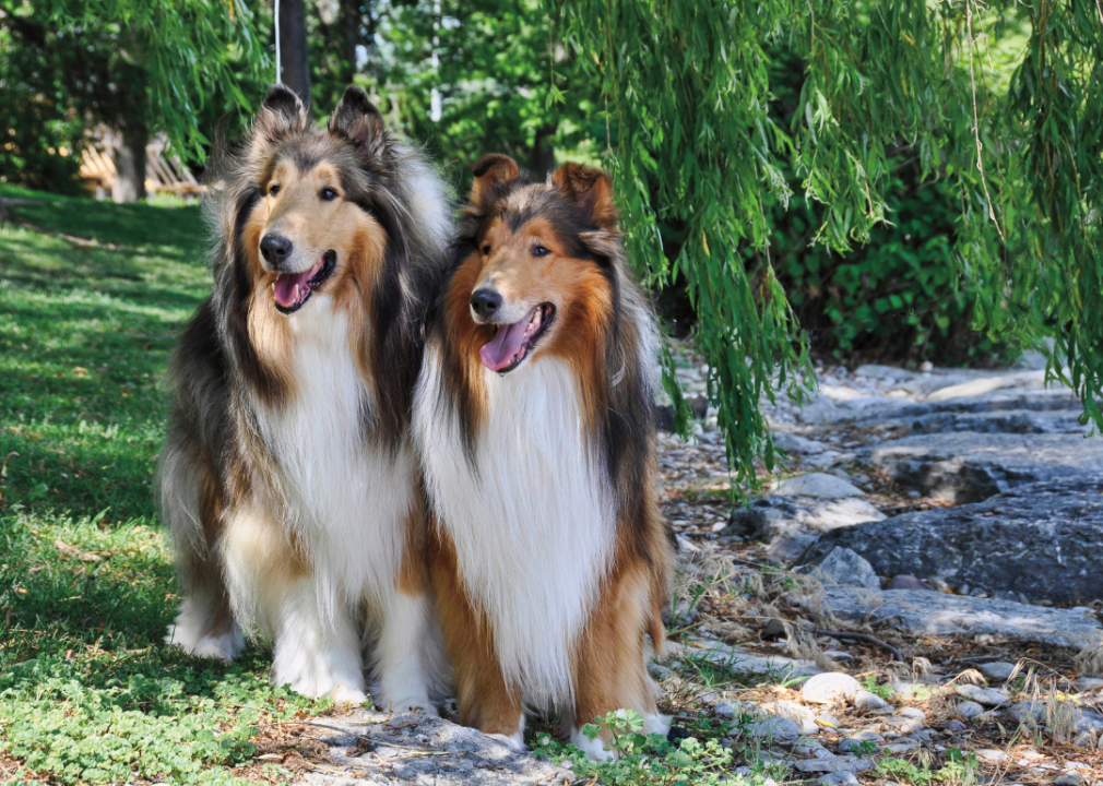 Two Collies sitting together outside